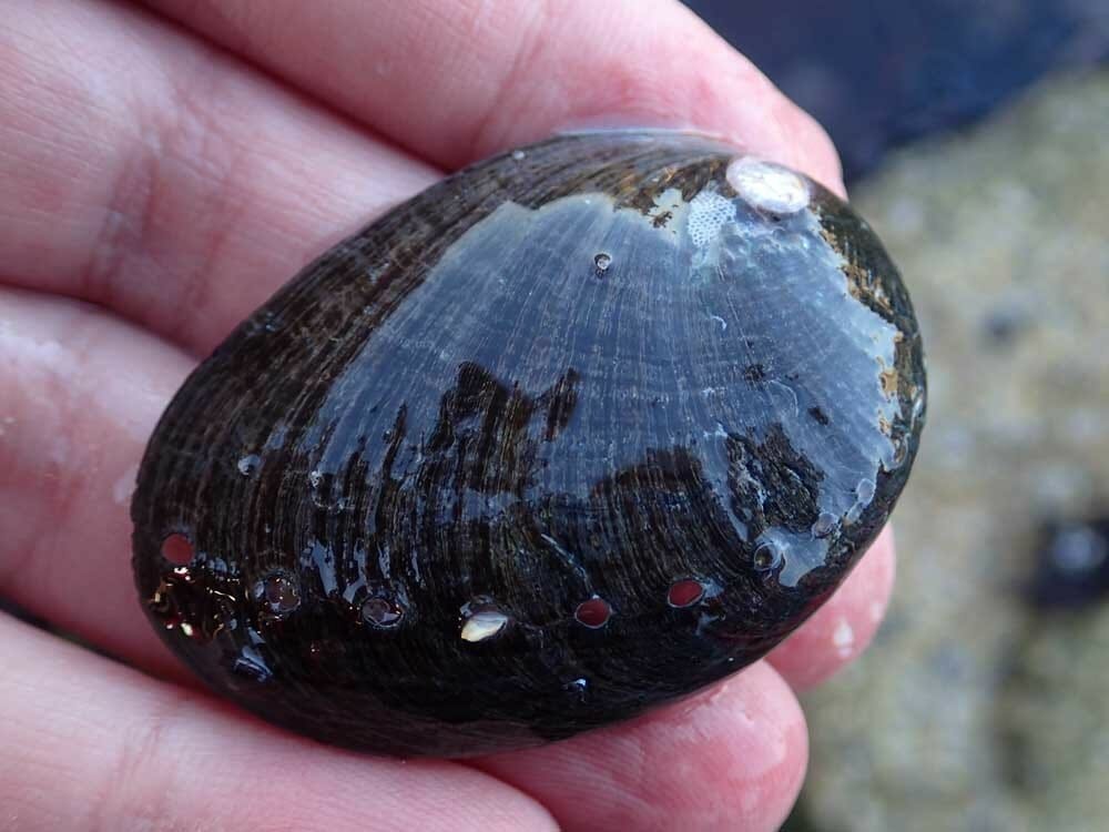 Black Abalone