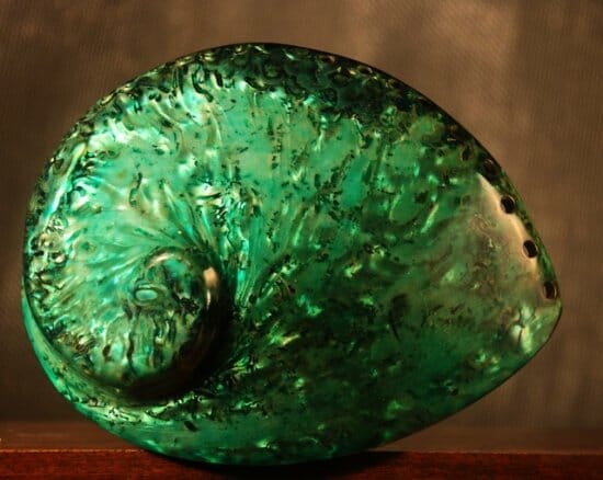 Green Abalone