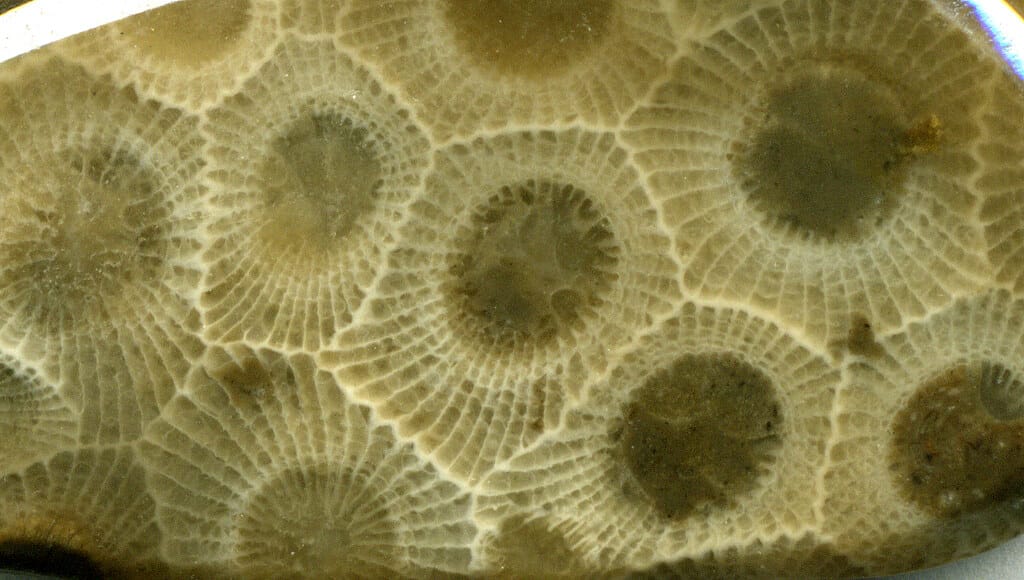 Hexagonaria Percarinata