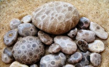 Petoskey Stone