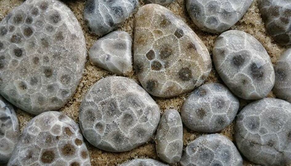 Petoskey Stone