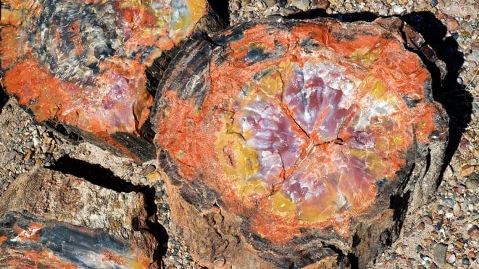 Petrified Wood