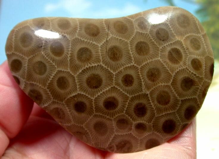 Physical Properties Of Petoskey Stone