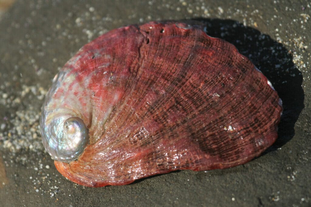 Red Abalone