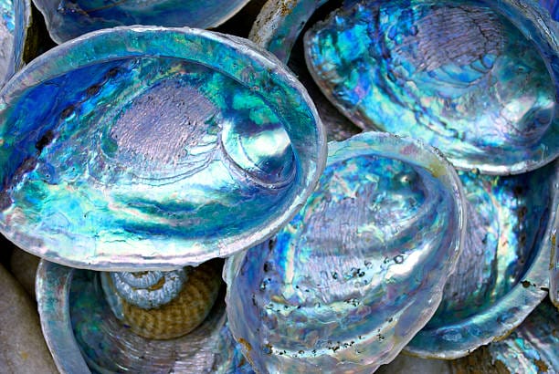 The Abalone Shell Meaning