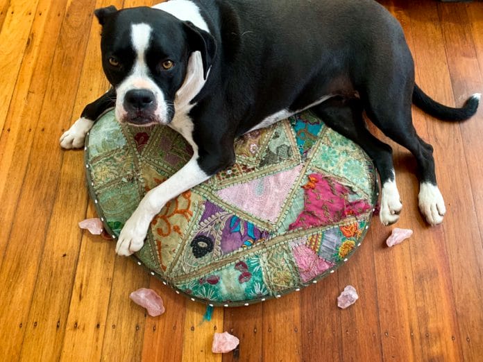 How to Use Crystals For Pets