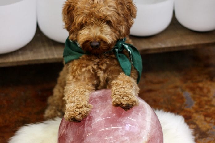 Introduction on Crystals For Pets