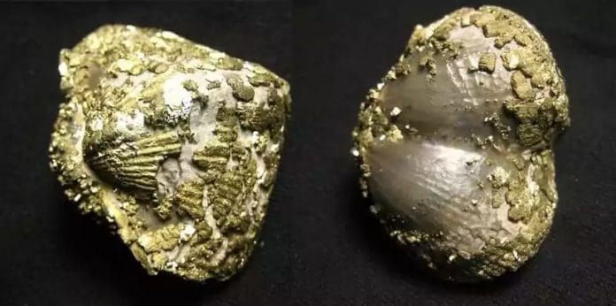 Fossil Pyrite Crystals