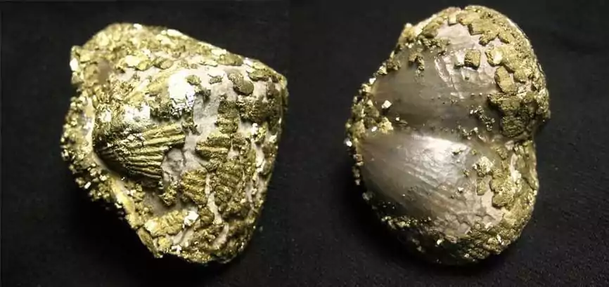 Fossil Pyrite Crystals