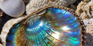 Abalone Shell