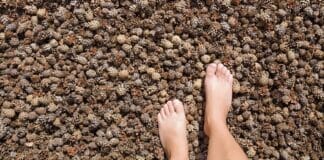 earth day nature grounding