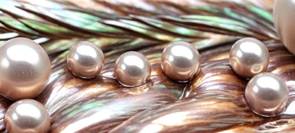 Pearl oysters