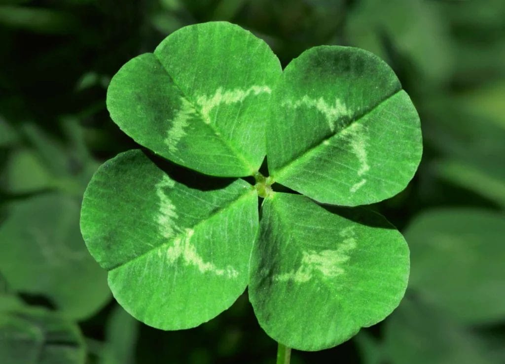 The Four-Leaf Clover A Symbol of Irish Luck